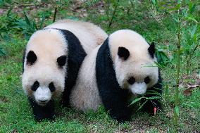 China Chongqing Zoo Giant Panda