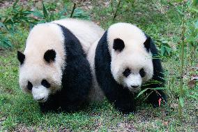 China Chongqing Zoo Giant Panda