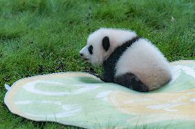 China Chongqing Zoo Giant Panda