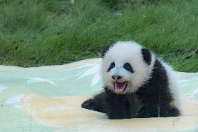 China Chongqing Zoo Giant Panda