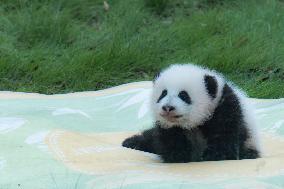 China Chongqing Zoo Giant Panda