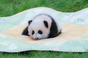 China Chongqing Zoo Giant Panda