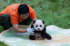 China Chongqing Zoo Giant Panda