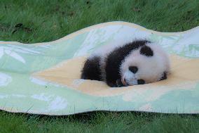 China Chongqing Zoo Giant Panda