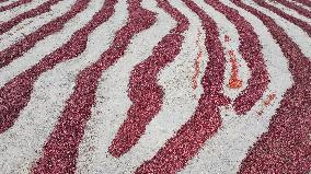 Chili Peppers Dry in Gobi Desert in Hami