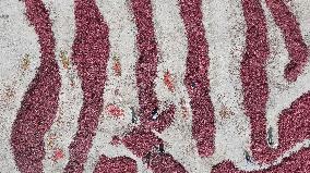 Chili Peppers Dry in Gobi Desert in Hami