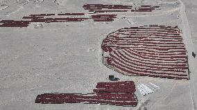 Chili Peppers Dry in Gobi Desert in Hami