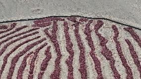 Chili Peppers Dry in Gobi Desert in Hami