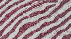 Chili Peppers Dry in Gobi Desert in Hami