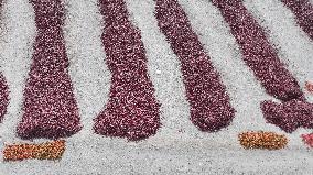 Chili Peppers Dry in Gobi Desert in Hami