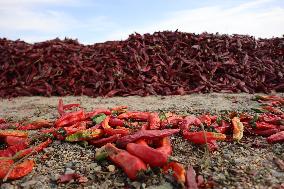 Chili Peppers Dry in Gobi Desert in Hami