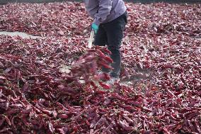 Chili Peppers Dry in Gobi Desert in Hami