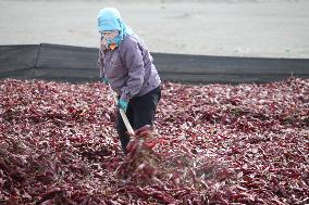 Chili Peppers Dry in Gobi Desert in Hami