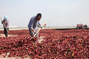 Chili Peppers Dry in Gobi Desert in Hami