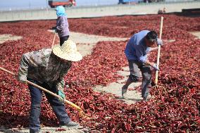 Chili Peppers Dry in Gobi Desert in Hami