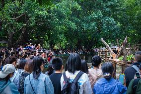 Panda Economy in Chongqing