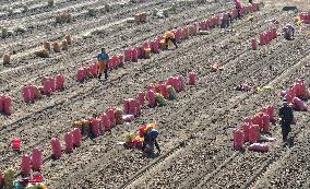 Farmers Harvest Potatoes in Inner Mongolia