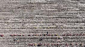 Farmers Harvest Potatoes in Inner Mongolia