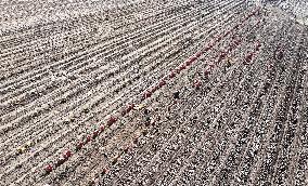 Farmers Harvest Potatoes in Inner Mongolia