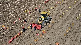 Farmers Harvest Potatoes in Inner Mongolia