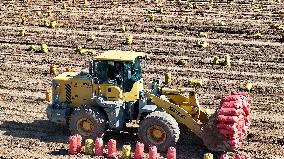 Farmers Harvest Potatoes in Inner Mongolia