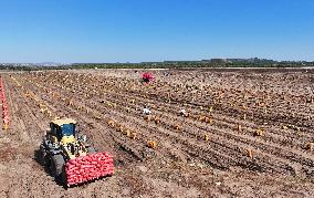 Farmers Harvest Potatoes in Inner Mongolia