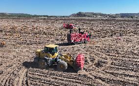 Farmers Harvest Potatoes in Inner Mongolia