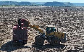 Farmers Harvest Potatoes in Inner Mongolia