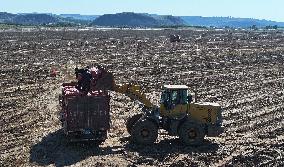 Farmers Harvest Potatoes in Inner Mongolia