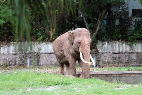 Chongqing Zoo Elephant