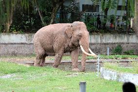 Chongqing Zoo Elephant