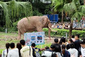 Chongqing Zoo Elephant