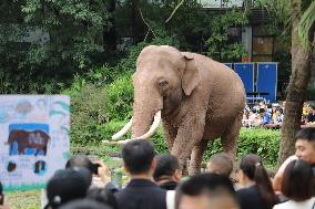 Chongqing Zoo Elephant