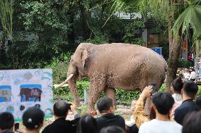 Chongqing Zoo Elephant