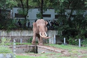 Chongqing Zoo Elephant