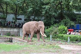 Chongqing Zoo Elephant