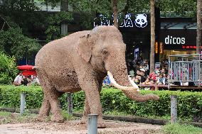 Chongqing Zoo Elephant