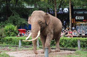 Chongqing Zoo Elephant