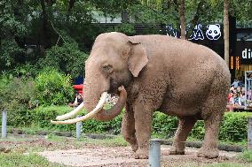 Chongqing Zoo Elephant