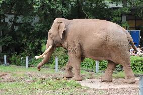Chongqing Zoo Elephant