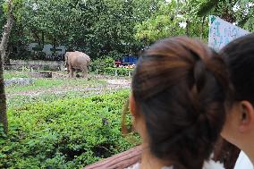 Chongqing Zoo Elephant