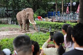 Chongqing Zoo Elephant