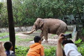 Chongqing Zoo Elephant