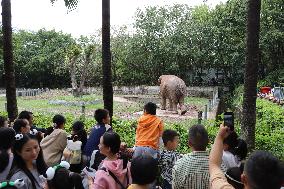 Chongqing Zoo Elephant