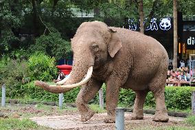 Chongqing Zoo Elephant