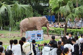 Chongqing Zoo Elephant