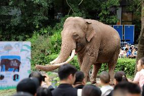 Chongqing Zoo Elephant