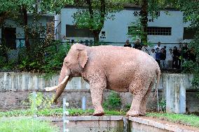 Chongqing Zoo Elephant