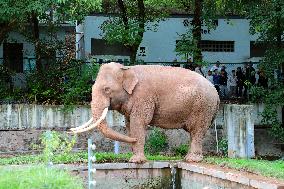 Chongqing Zoo Elephant