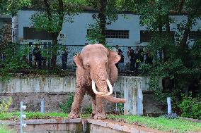 Chongqing Zoo Elephant